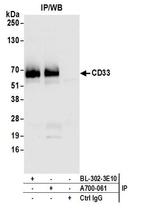 CD33 Antibody in Immunoprecipitation (IP)