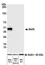 MafA Antibody in Western Blot (WB)