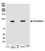 E-Cadherin Antibody in Western Blot (WB)
