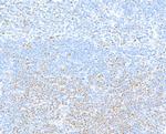 TCF1/TCF7 Antibody in Immunohistochemistry (Paraffin) (IHC (P))