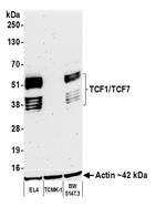 TCF1/TCF7 Antibody in Western Blot (WB)