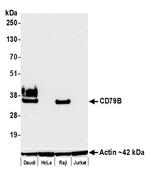 CD79B Antibody in Western Blot (WB)
