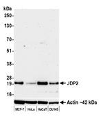 JDP2 Antibody in Western Blot (WB)