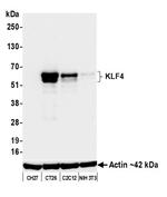 KLF4 Antibody in Western Blot (WB)