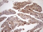 AAAS Antibody in Immunohistochemistry (Paraffin) (IHC (P))