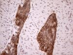 AAAS Antibody in Immunohistochemistry (Paraffin) (IHC (P))