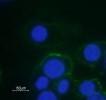alpha 1B-Adrenergic Receptor (extracellular) Antibody in Immunocytochemistry (ICC/IF)