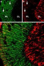 alpha 2A-Adrenergic Receptor (extracellular) Antibody in Immunohistochemistry (Frozen) (IHC (F))