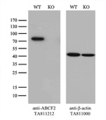 ABCF2 Antibody in Western Blot (WB)