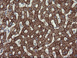 ACAA2 Antibody in Immunohistochemistry (Paraffin) (IHC (P))