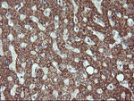 ACAA2 Antibody in Immunohistochemistry (Paraffin) (IHC (P))