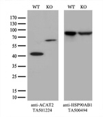 ACAT2 Antibody in Western Blot (WB)