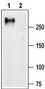 CACNA1G (CaV3.1) Antibody in Western Blot (WB)