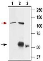 TRPV2 (VRL1) (extracellular) Antibody in Immunoprecipitation (IP)