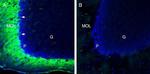 TMEM66 Antibody in Immunohistochemistry (Frozen) (IHC (F))