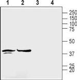 Connexin-45 (GJC1) Antibody in Western Blot (WB)
