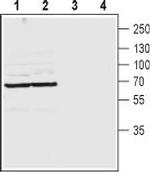 Pannexin 2 (extracellular) Antibody in Western Blot (WB)