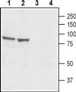 CatSper1 (extracellular) Antibody in Western Blot (WB)