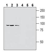 TRPV1 (extracellular) Antibody in Western Blot (WB)