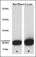 Aconitase 2 Antibody in Western Blot (WB)