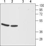 CCKBR (extracellular) Antibody in Western Blot (WB)