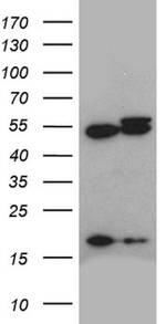 ACTR3 Antibody in Western Blot (WB)