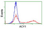 ACY1 Antibody in Flow Cytometry (Flow)