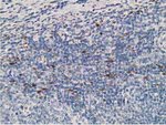 ADH1B Antibody in Immunohistochemistry (Paraffin) (IHC (P))