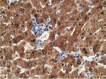 ADH1B Antibody in Immunohistochemistry (Paraffin) (IHC (P))