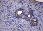 ADH5 Antibody in Immunohistochemistry (Paraffin) (IHC (P))