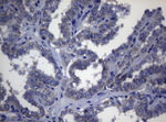 ADH5 Antibody in Immunohistochemistry (Paraffin) (IHC (P))