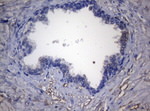 ADH5 Antibody in Immunohistochemistry (Paraffin) (IHC (P))