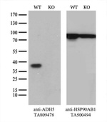 ADH5 Antibody in Western Blot (WB)