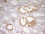 ADM Antibody in Immunohistochemistry (Paraffin) (IHC (P))