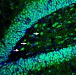 EphB4 (extracellular) Antibody in Immunohistochemistry (Frozen) (IHC (F))