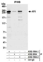 AF6 Antibody in Western Blot (WB)