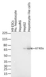 AFP Antibody in Western Blot (WB)