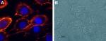 NMDAR2A (GluN2A) (extracellular) Antibody in Immunocytochemistry (ICC/IF)