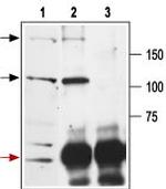 NMDAR2A (GluN2A) (extracellular) Antibody in Immunoprecipitation (IP)