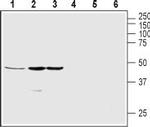 Ghrelin Receptor (GHSR) (extracellular) Antibody in Western Blot (WB)
