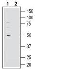 GPR37L1 (extracellular) Antibody in Western Blot (WB)