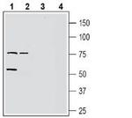 GPR37L1 (extracellular) Antibody in Western Blot (WB)
