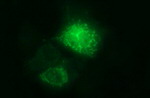 ARG2 Antibody in Immunocytochemistry (ICC/IF)