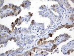 AGR2 Antibody in Immunohistochemistry (Paraffin) (IHC (P))