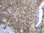 AGR2 Antibody in Immunohistochemistry (Paraffin) (IHC (P))