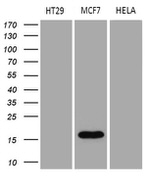 AGR2 Antibody in Western Blot (WB)