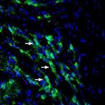 SLC6A14 (extracellular) Antibody in Immunohistochemistry (Frozen) (IHC (F))