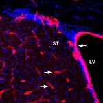 GLUT1 Antibody in Immunohistochemistry (Frozen) (IHC (F))