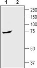 SGLT1 (extracellular) Antibody in Western Blot (WB)