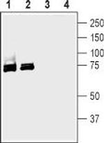 SGLT1 (extracellular) Antibody in Western Blot (WB)